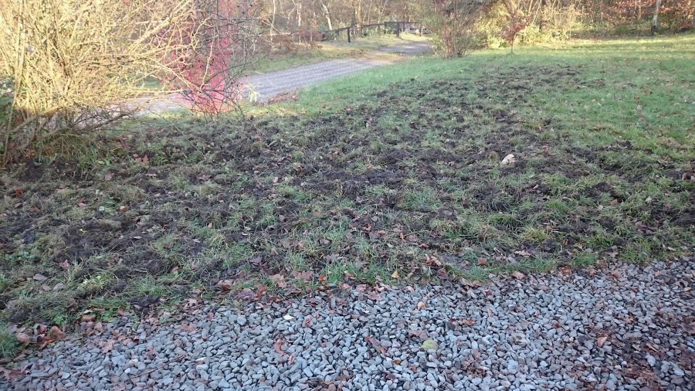 Besuch von Wildschweinen auf dem Gelände (23.11.2015)